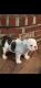 English Bulldog Puppies for sale in Coshocton County, OH, USA. price: $2,200
