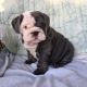 English Bulldog Puppies for sale in California Coastal Trl, San Francisco, CA 94129, USA. price: $1,200