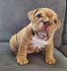 English Bulldog Puppies for sale in New York City, New York. price: $680