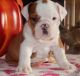 English Bulldog Puppies for sale in Shamong Township, New Jersey. price: $1,500