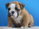 English Bulldog Puppies for sale in Santa Clara, California. price: $1,500