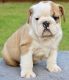 English Bulldog Puppies for sale in Montrose, Colorado. price: $1,500