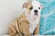 English Bulldog Puppies for sale in Falls City, Oregon. price: $1,500