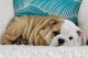 English Bulldog Puppies for sale in Naperville, Illinois. price: $1,000