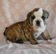 English Bulldog Puppies for sale in SouthBend, Indiana. price: $500