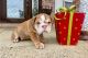 English Bulldog Puppies for sale in Jacksonville, Florida. price: $400