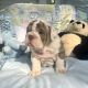English Bulldog Puppies for sale in California Coastal Trl, San Francisco, CA 94129, USA. price: $1,200