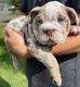 English Bulldog Puppies for sale in Johnson City, Kentucky. price: $850