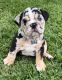 English Bulldog Puppies for sale in Lehigh Acres, FL, USA. price: $4,000