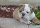 English Bulldog Puppies for sale in Albany, New York. price: NA