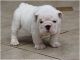 English Bulldog Puppies for sale in Raleigh, North Carolina. price: NA