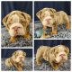 English Bulldog Puppies for sale in Ventura (San Buenaventura), California. price: $3,200