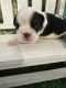 English Bulldog Puppies for sale in Titusville, Florida. price: $3,000