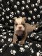 English Bulldog Puppies for sale in Tulsa, Oklahoma. price: $2,000