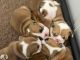 English Bulldog Puppies for sale in New York, New York. price: $500