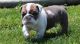English Bulldog Puppies for sale in Alstonville, New South Wales. price: $1,600