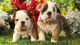 English Bulldog Puppies for sale in Sydney, New South Wales. price: $1,900