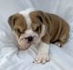 English Bulldog Puppies for sale in Terre Haute, Indiana. price: $3,000