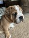 English Bulldog Puppies for sale in Madison, Wisconsin. price: $1,500