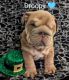 English Bulldog Puppies for sale in Tonopah, Nevada. price: $3,000