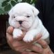 English Bulldog Puppies for sale in Powder Springs, GA, USA. price: NA