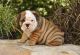 English Bulldog Puppies for sale in LaGrange, GA, USA. price: NA
