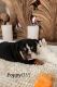 English Bulldog Puppies for sale in Novi, Michigan. price: $5,000