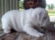 English Bulldog Puppies for sale in Youngstown, NY 14174, USA. price: $400