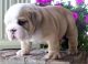 English Bulldog Puppies for sale in Yorkshire, NY, USA. price: NA