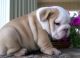 English Bulldog Puppies for sale in Wyoming, NY 14591, USA. price: NA