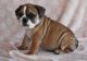 English Bulldog Puppies for sale in Marshfield, MO 65706, USA. price: $2,535