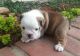 English Bulldog Puppies for sale in Overland Park, KS, USA. price: $300