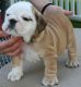 English Bulldog Puppies for sale in Brownsville, TX, USA. price: NA