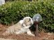 English Bulldog Puppies for sale in Garland, TX, USA. price: $200