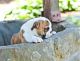 English Bulldog Puppies for sale in Lubbock, TX, USA. price: NA