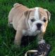 English Bulldog Puppies for sale in Essex, UK. price: NA