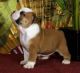 English Bulldog Puppies for sale in Toronto, ON, Canada. price: NA