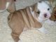 English Bulldog Puppies for sale in Bur Dubai - Dubai - United Arab Emirates. price: 1500 AED