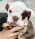 English Bulldog Puppies for sale in Corpus Christi, Texas. price: $3,100