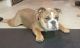 English Bulldog Puppies for sale in St. paul, Minnesota. price: $2,500
