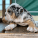 English Bulldog Puppies for sale in Sacramento, California. price: $500