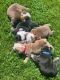 English Bulldog Puppies for sale in Mesa, AZ, USA. price: $4,000