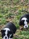 English Bulldog Puppies for sale in Franklinton, North Carolina. price: NA