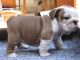 English Bulldog Puppies for sale in Brisbane QLD, Australia. price: $900
