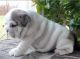 English Bulldog Puppies for sale in 12100 Cuneo CN, Italy. price: NA