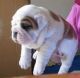 English Bulldog Puppies for sale in Fayetteville, WV 25840, USA. price: NA