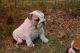 English Bulldog Puppies for sale in Barrackville, WV, USA. price: NA
