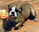 English Bulldog Puppies for sale in Braddock, Pennsylvania. price: $1,700