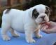 English Bulldog Puppies for sale in Jersey City, New Jersey. price: $500