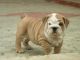 English Bulldog Puppies for sale in El Dorado, AR 71730, USA. price: NA